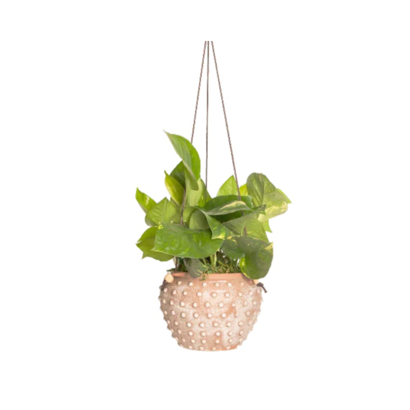 Paleo Plant SINGLE